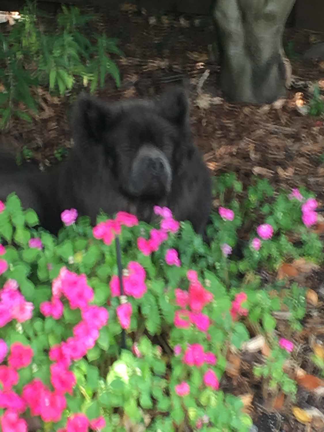 Pic of the Litter: Bear
